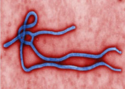 Ebola and other infectious diseases tcole oss academy texas peace officers online training pd